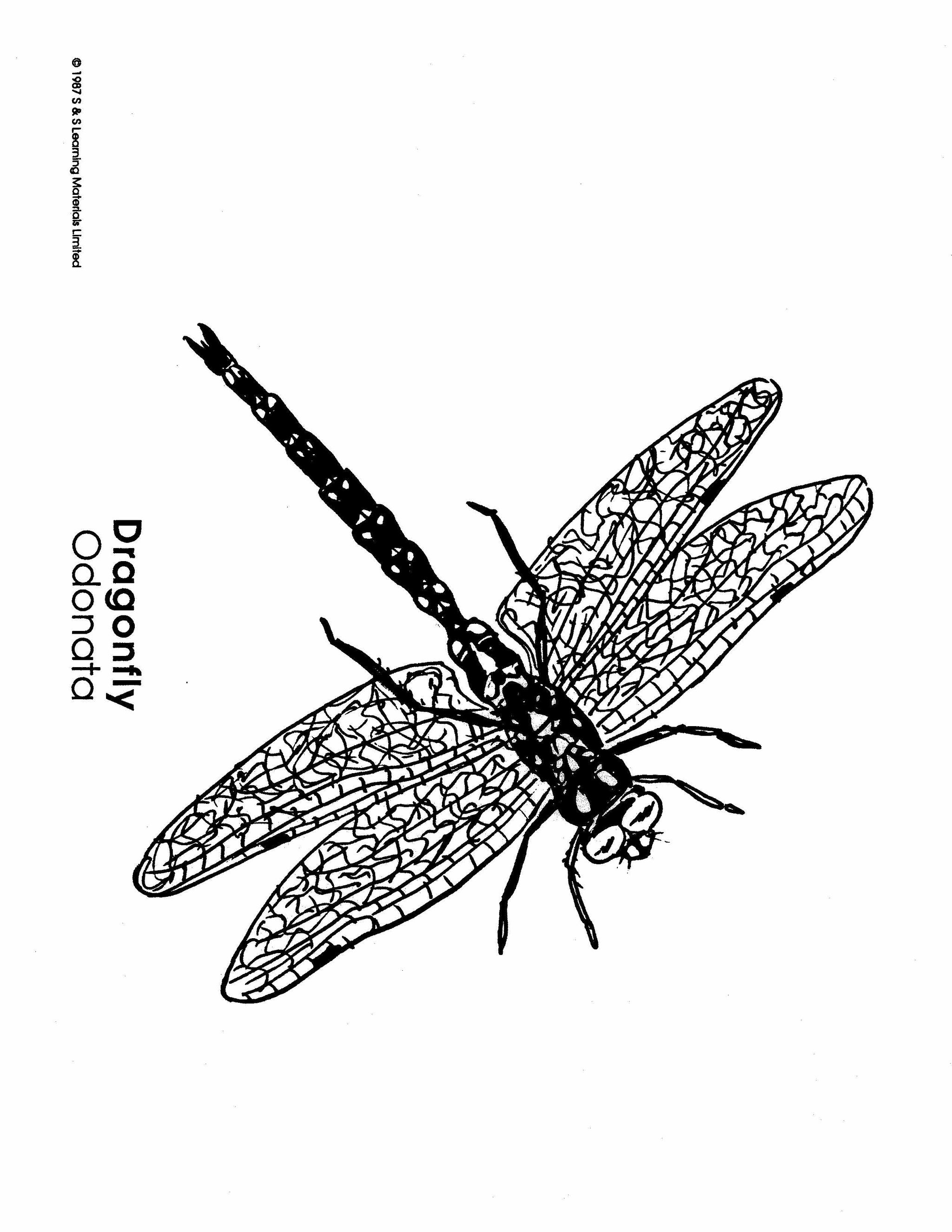 Insects Black & White Picture Collection Grades K-8