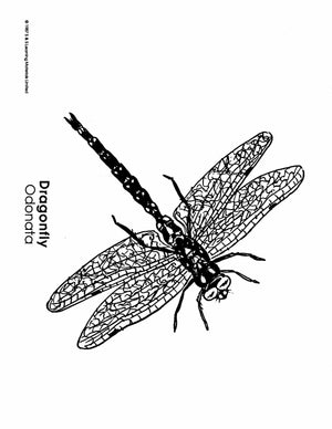 Insects Black & White Picture Collection Grades K-8