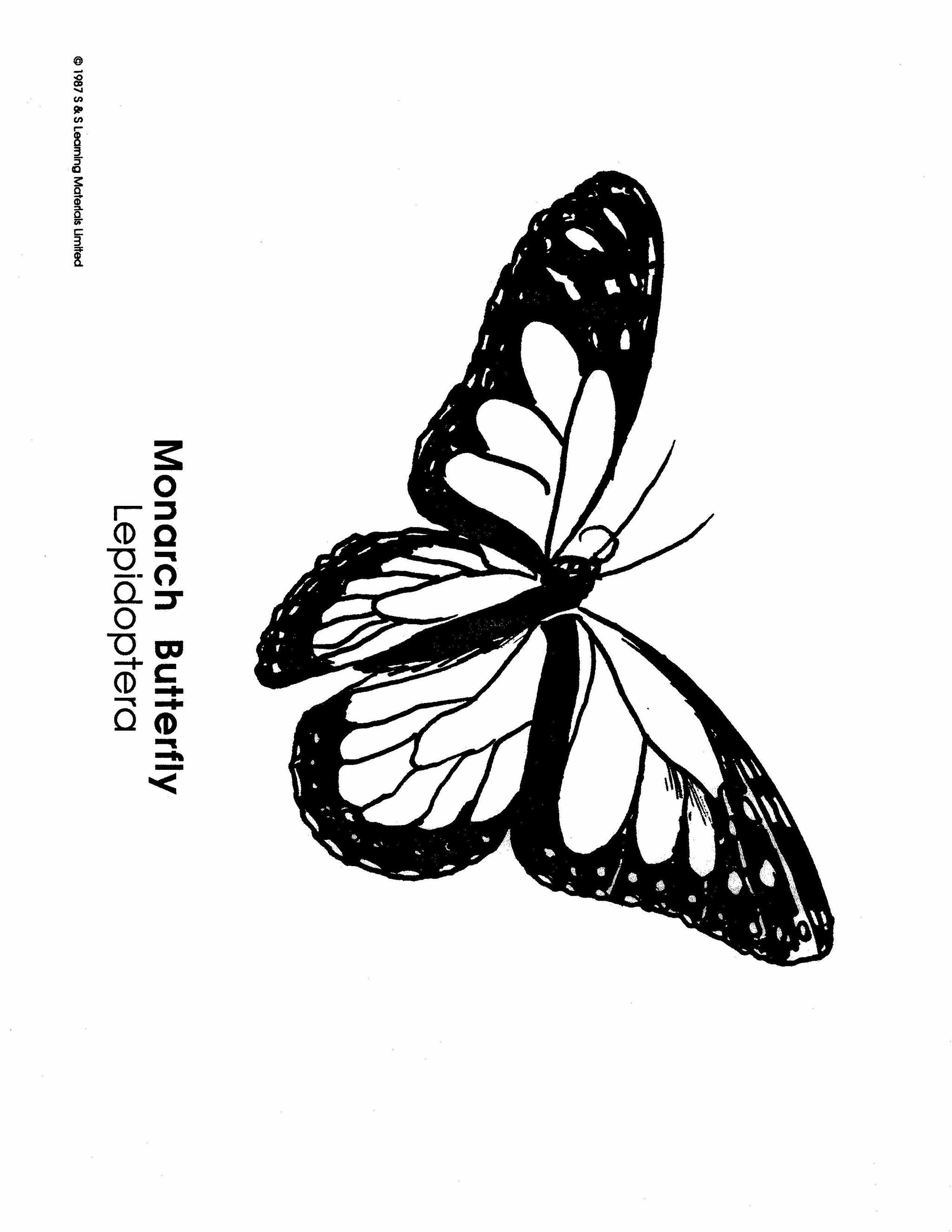 Insects Black & White Picture Collection Grades K-8