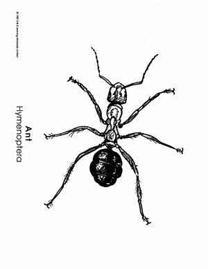 Insects Black & White Picture Collection Grades K-8