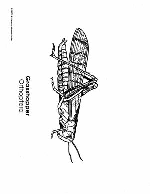 Insects Black & White Picture Collection Grades K-8