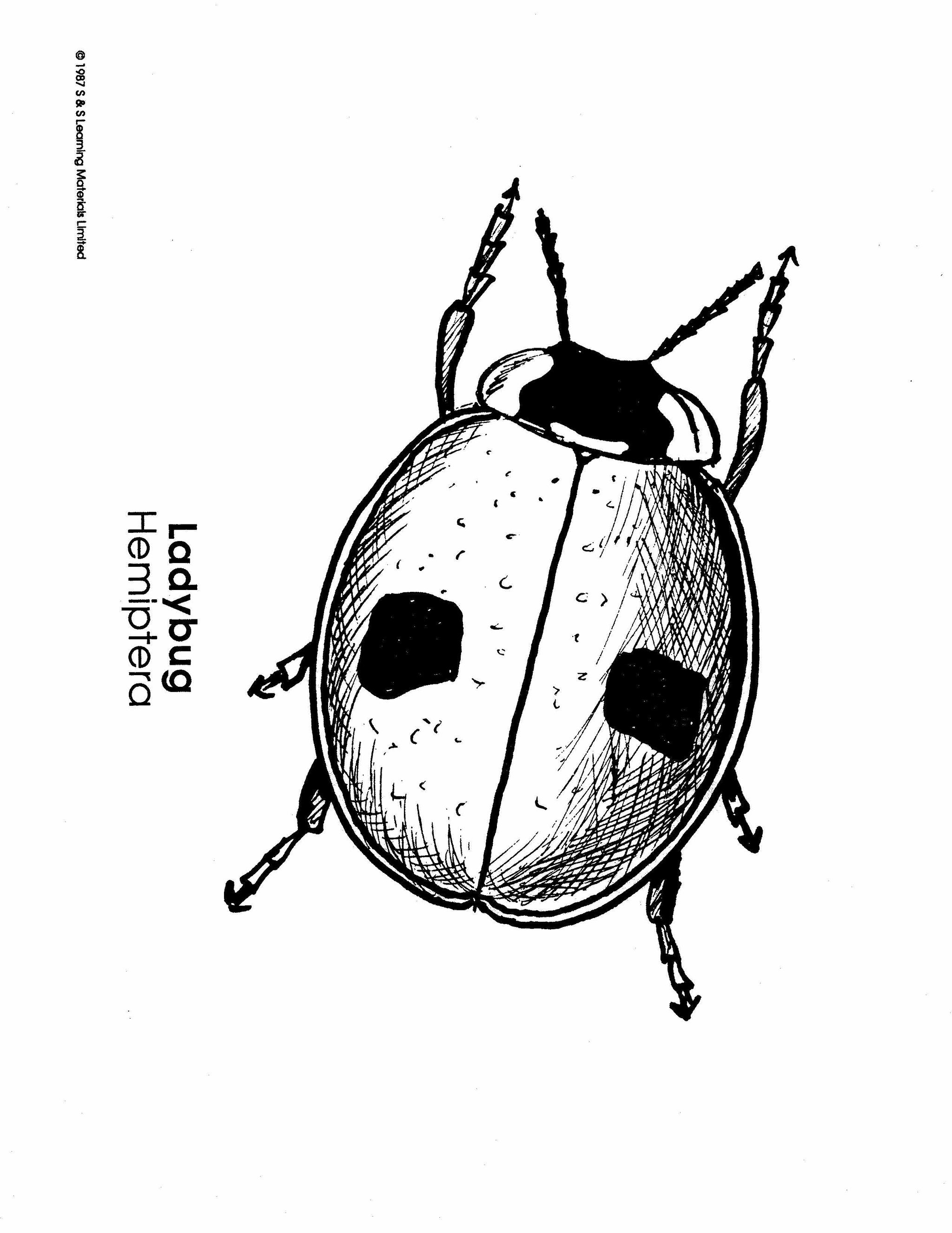 Insects Black & White Picture Collection Grades K-8