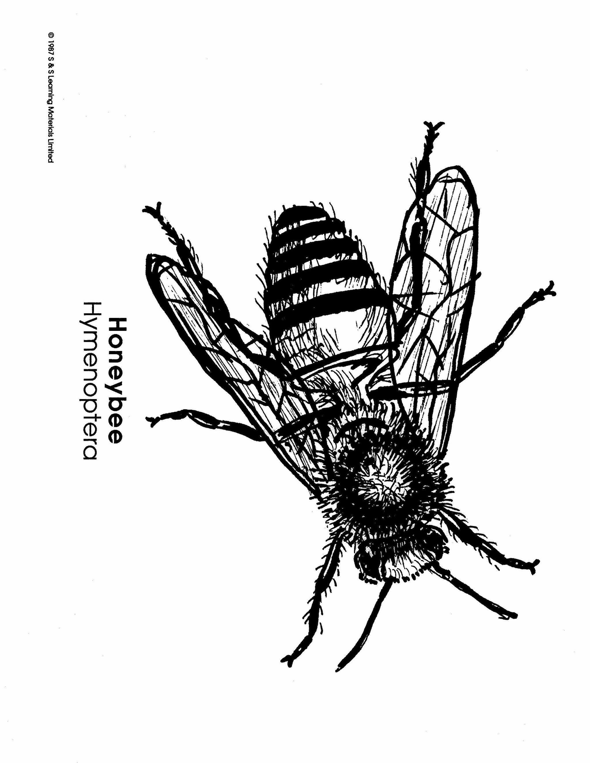 Insects Black & White Picture Collection Grades K-8