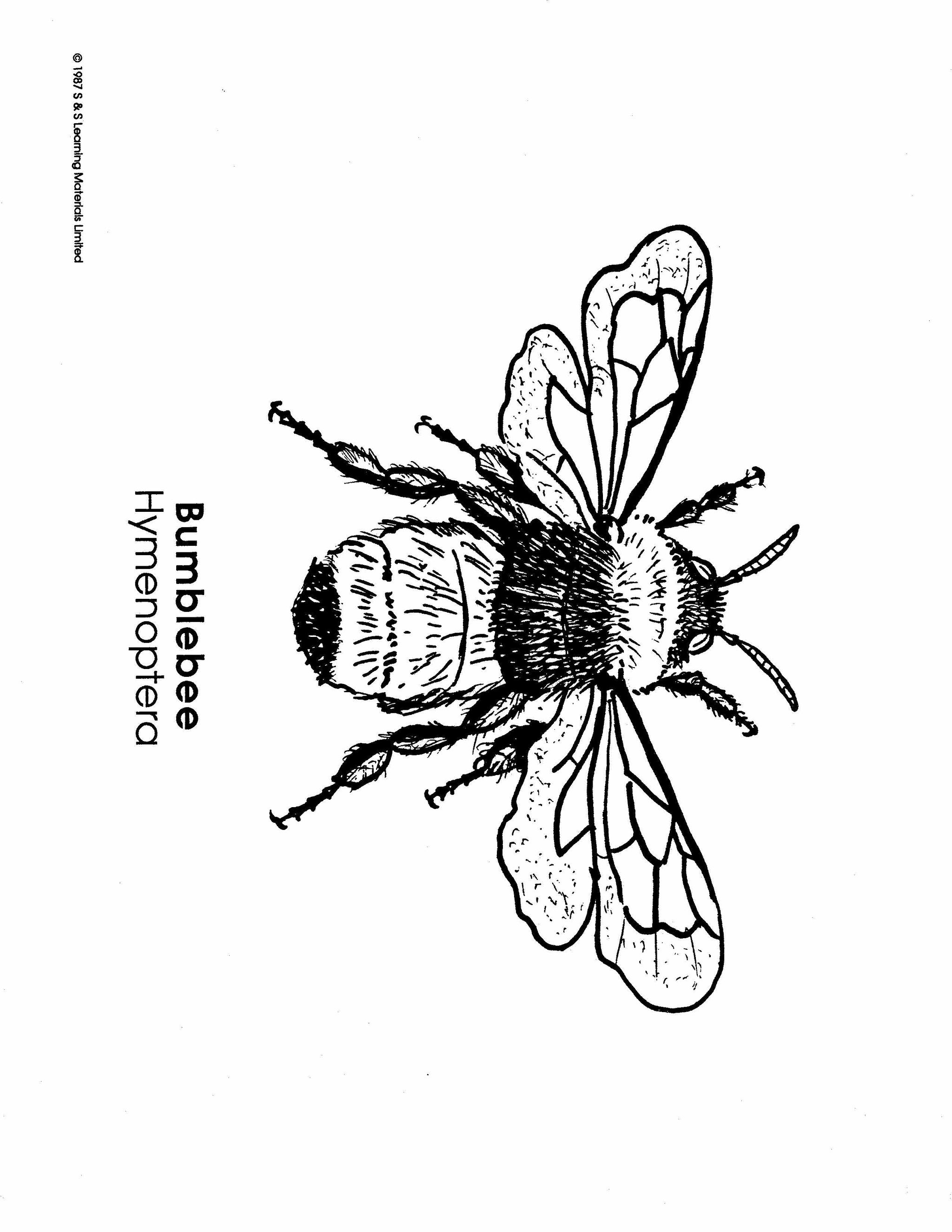 Insects Black & White Picture Collection Grades K-8