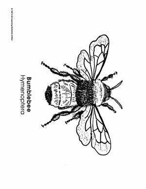 Insects Black & White Picture Collection Grades K-8