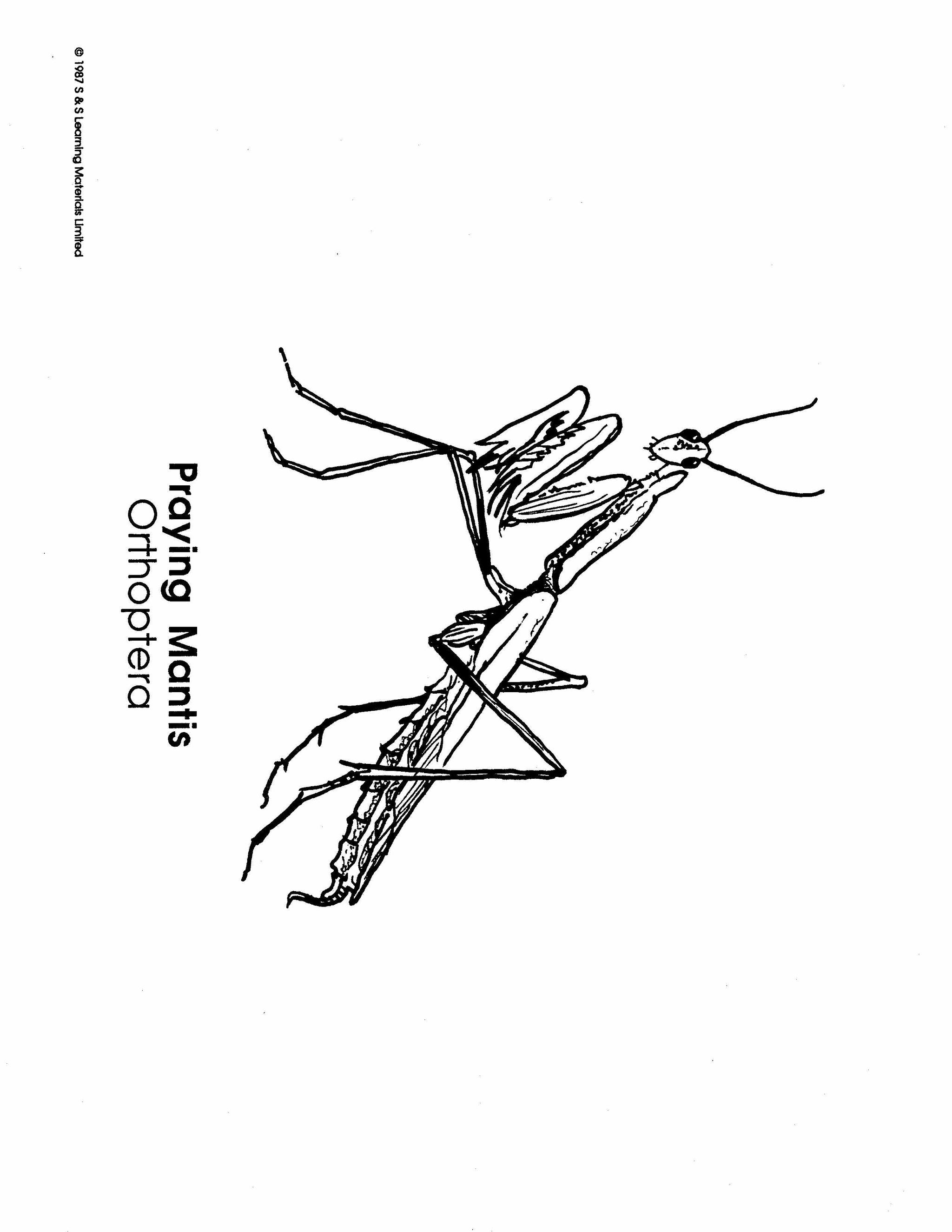 Insects Black & White Picture Collection Grades K-8