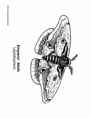Insects Black & White Picture Collection Grades K-8