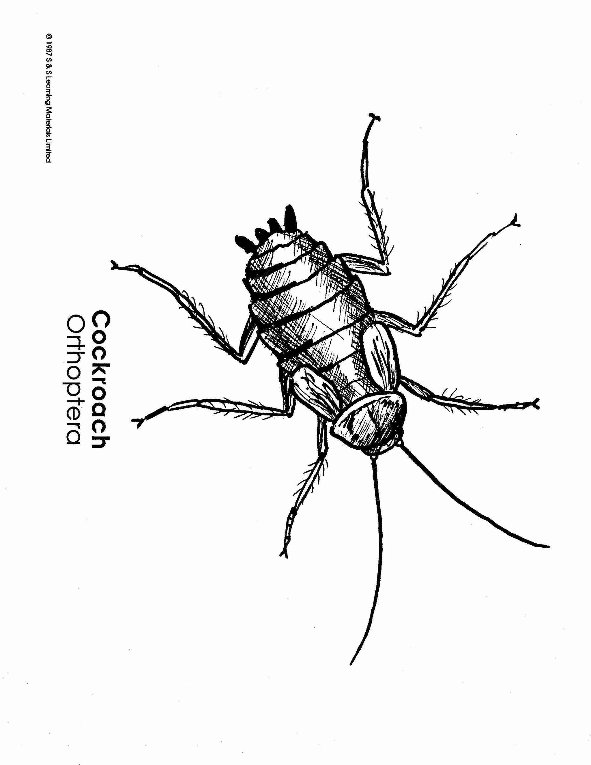 Insects Black & White Picture Collection Grades K-8