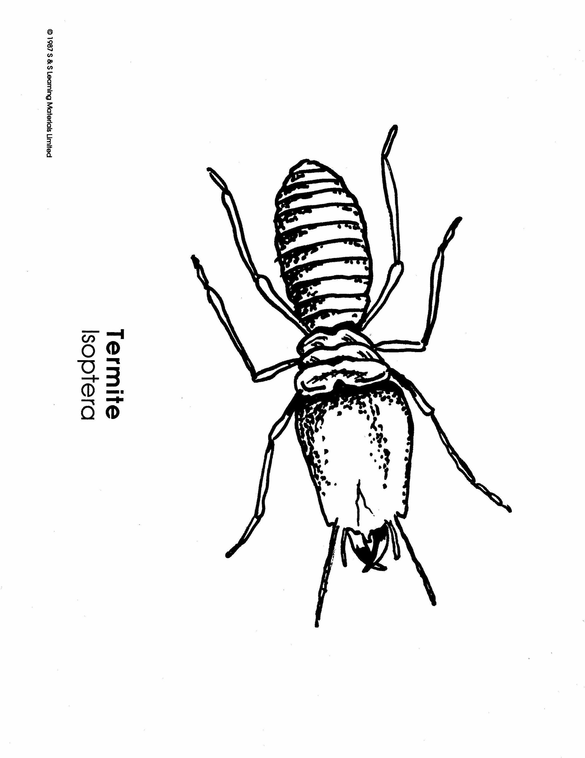 Insects Black & White Picture Collection Grades K-8