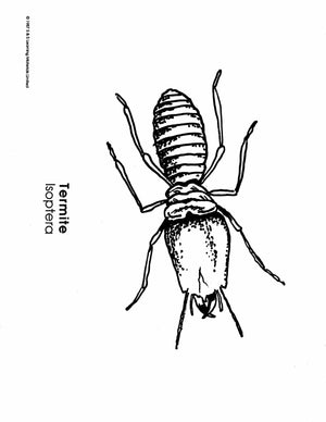 Insects Black & White Picture Collection Grades K-8