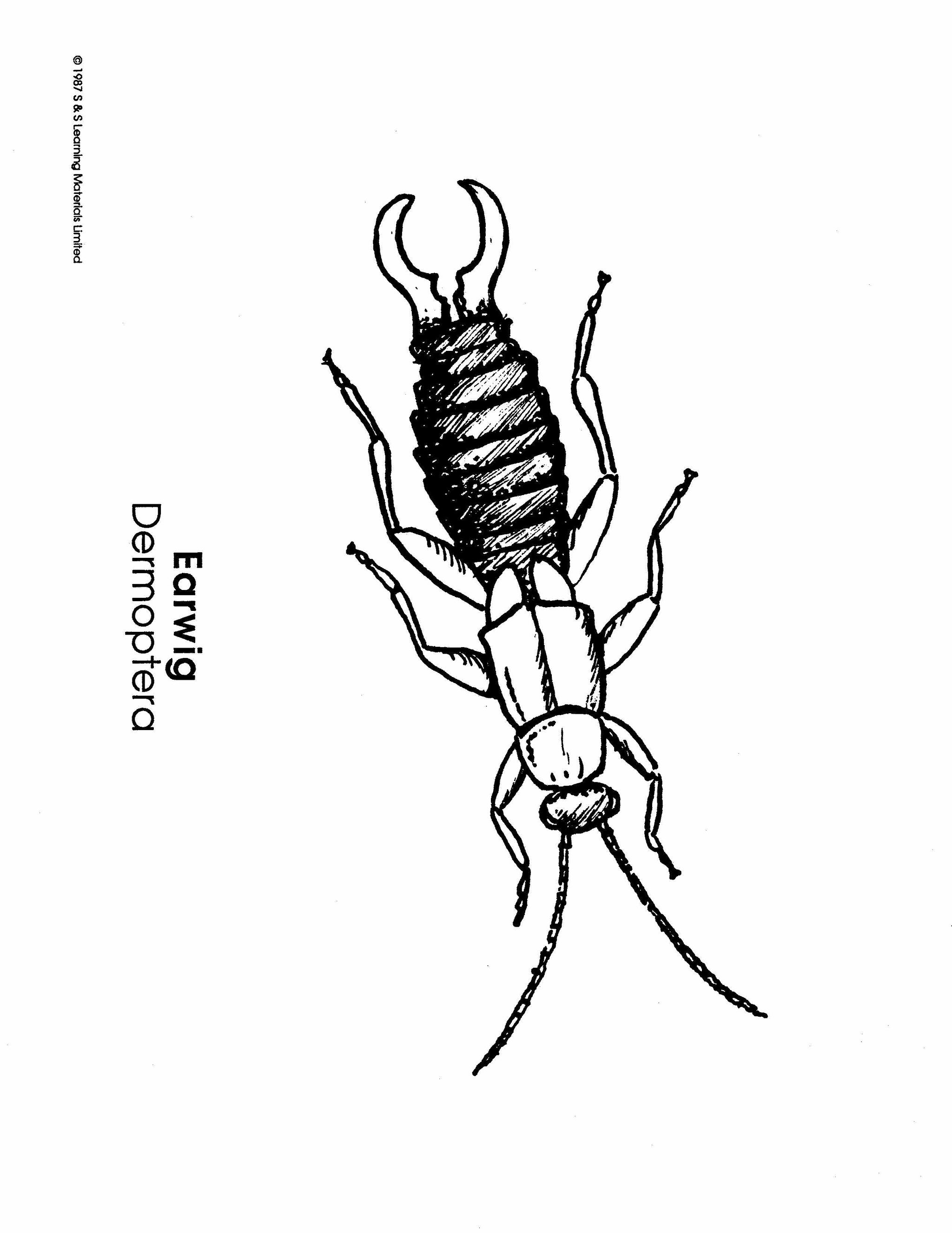 Insects Black & White Picture Collection Grades K-8