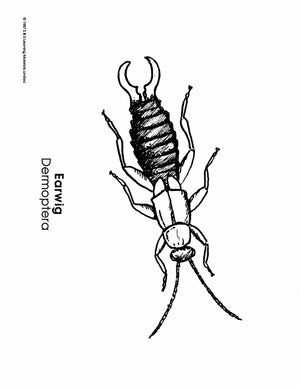 Insects Black & White Picture Collection Grades K-8
