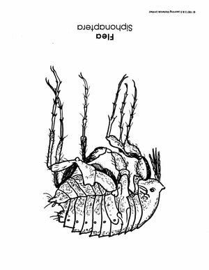 Insects Black & White Picture Collection Grades K-8