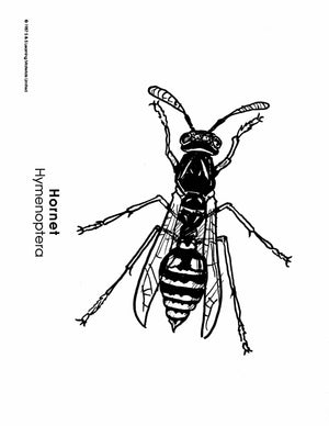 Insects Black & White Picture Collection Grades K-8