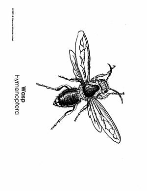 Insects Black & White Picture Collection Grades K-8