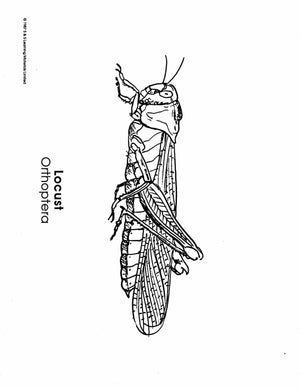 Insects Black & White Picture Collection Grades K-8