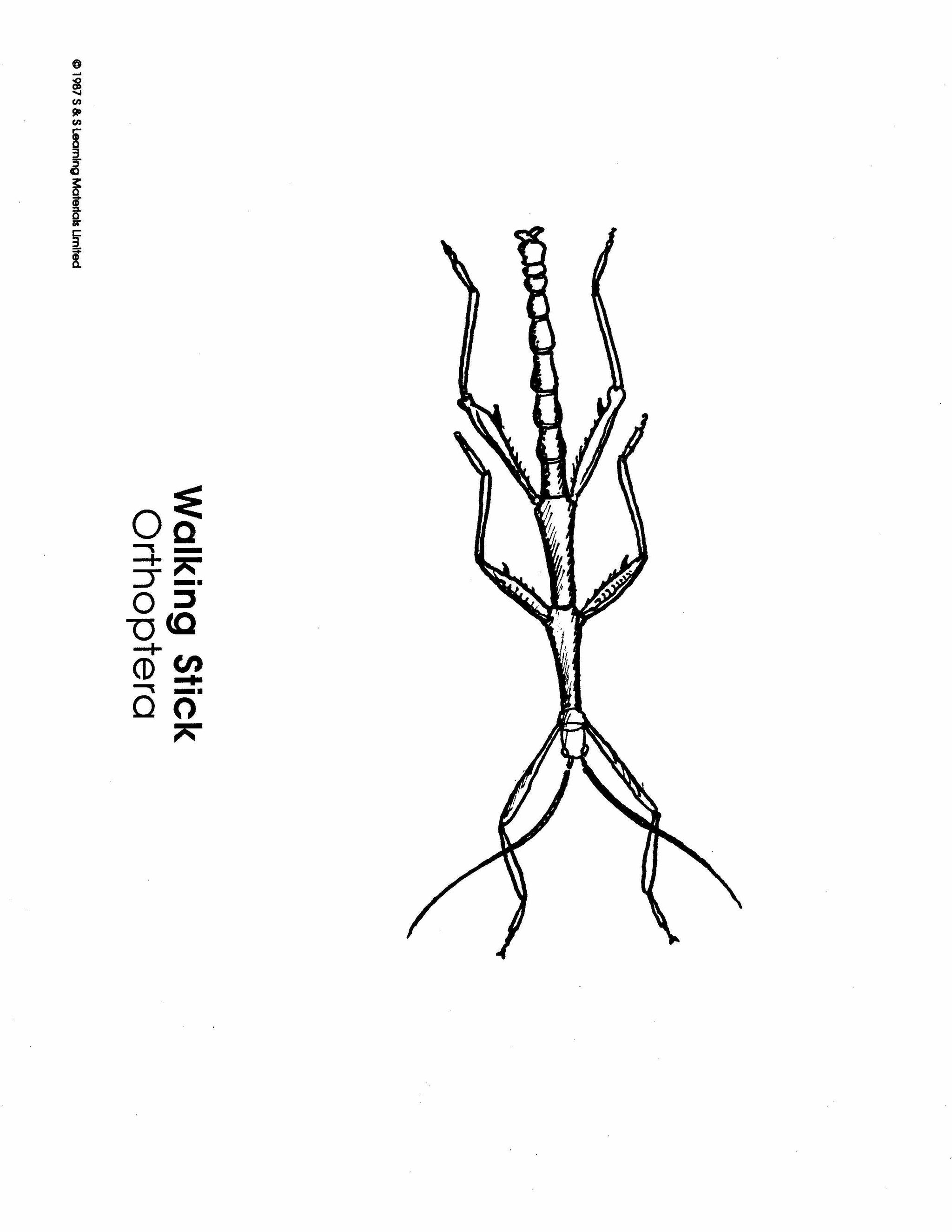 Insects Black & White Picture Collection Grades K-8