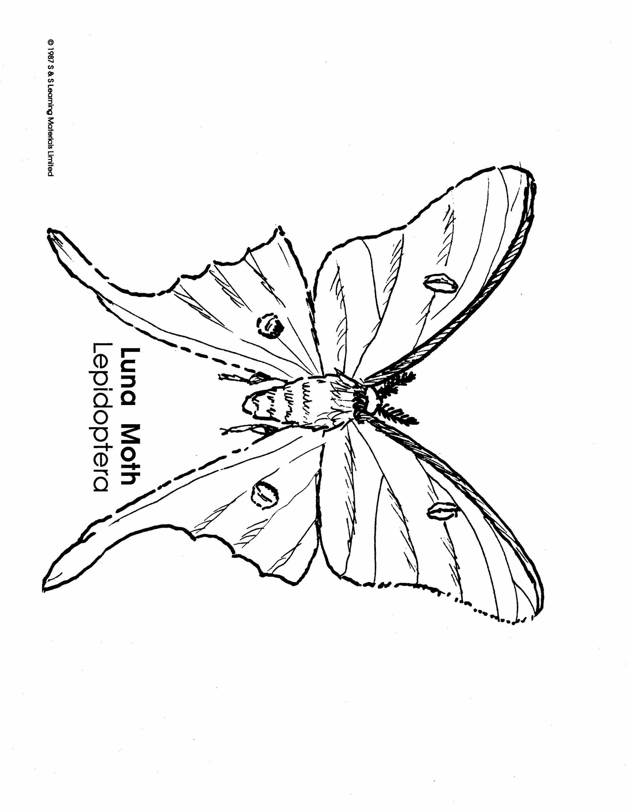 Insects Black & White Picture Collection Grades K-8