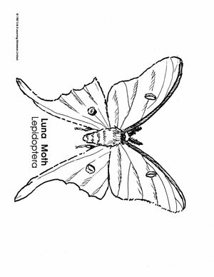 Insects Black & White Picture Collection Grades K-8