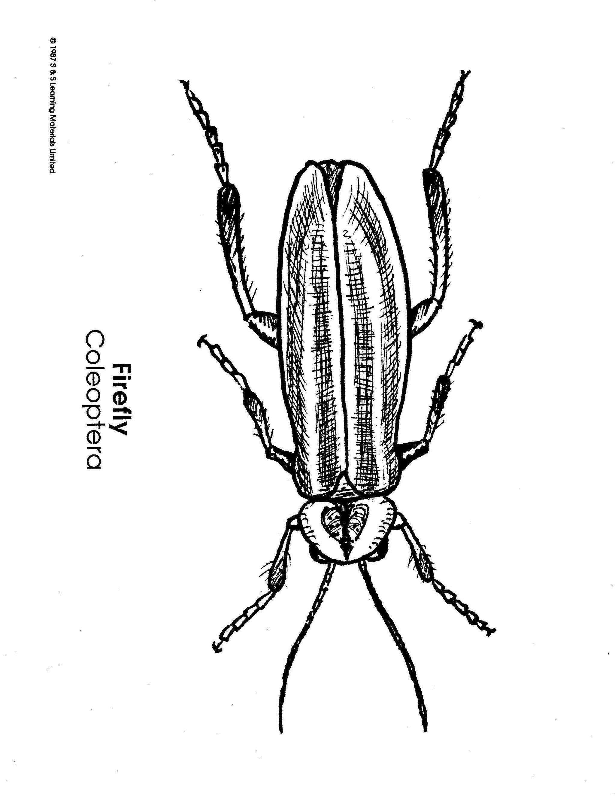 Insects Black & White Picture Collection Grades K-8