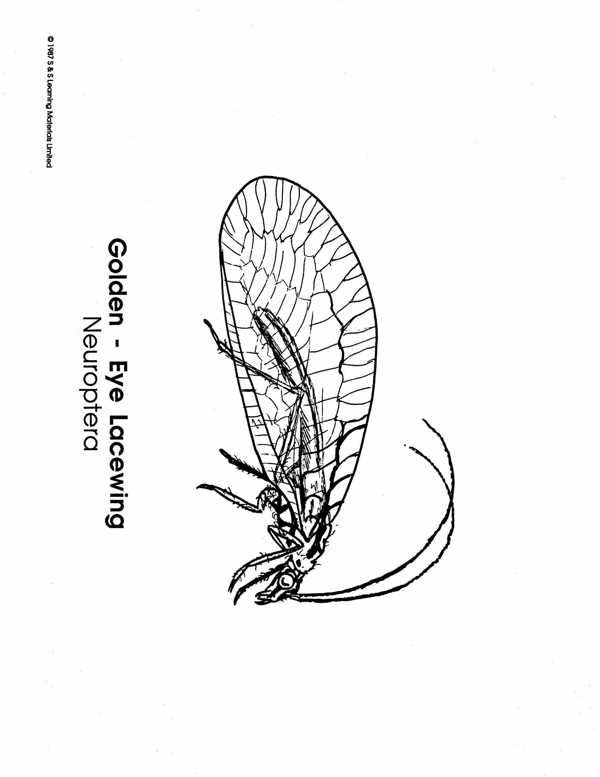 Insects Black & White Picture Collection Grades K-8