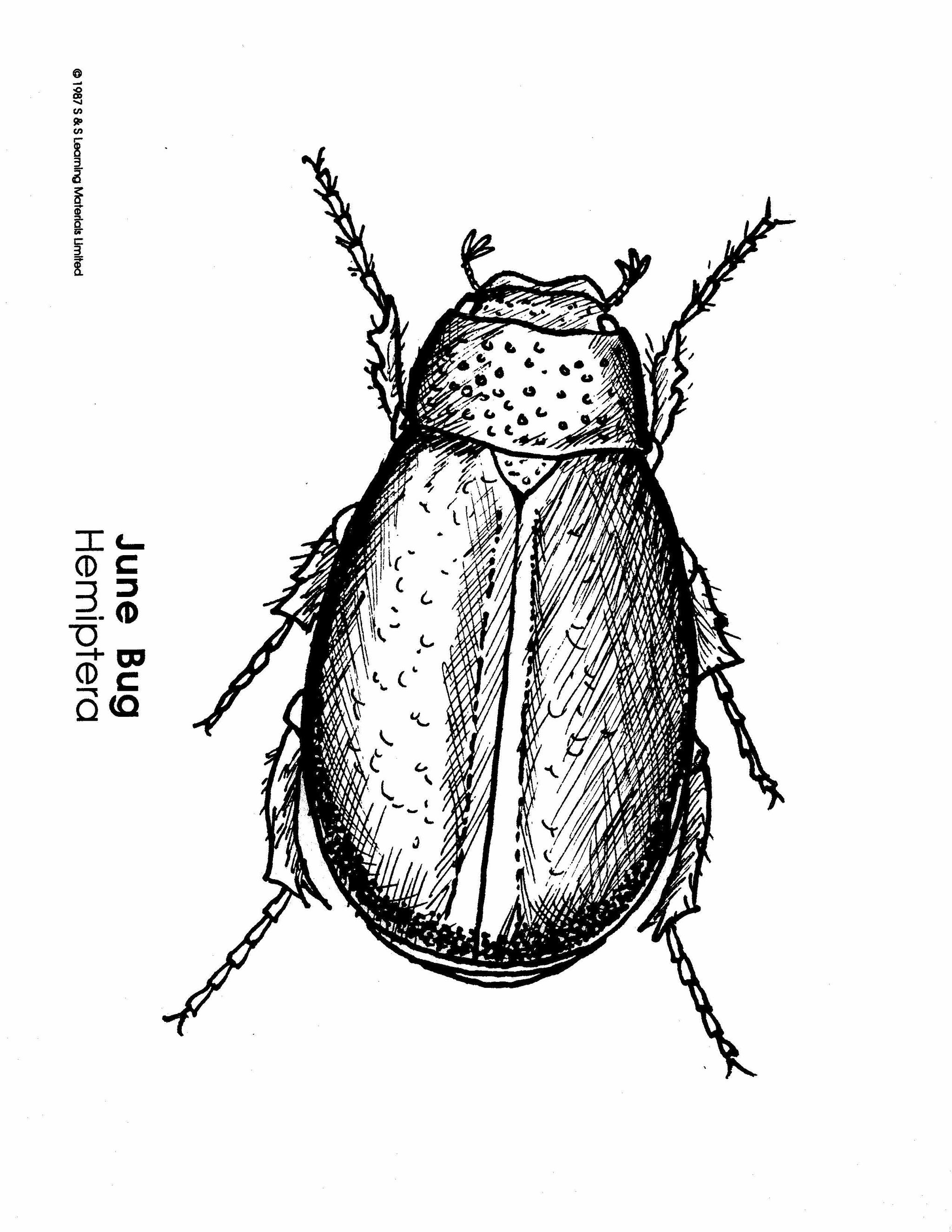 Insects Black & White Picture Collection Grades K-8