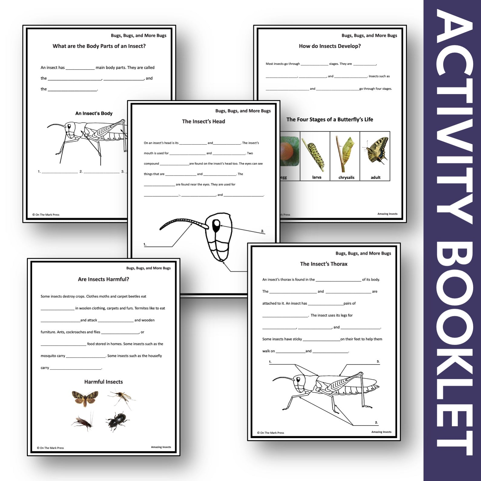 Bugs, Bugs & More Bugs Reproducible Student Booklet Grades 2-3 Google Slides & Printables