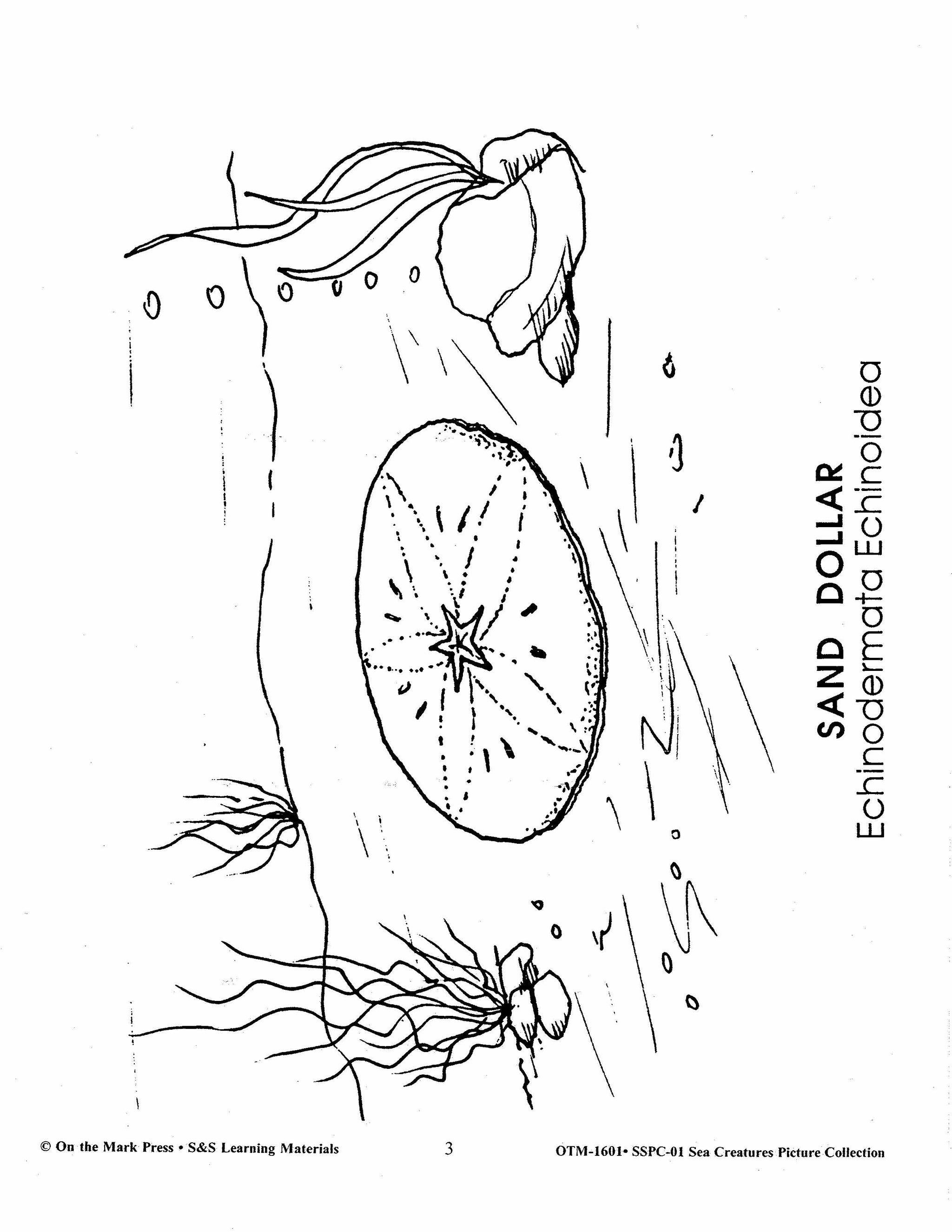 Sea Creatures Black & White Picture Collection Grades 1-8