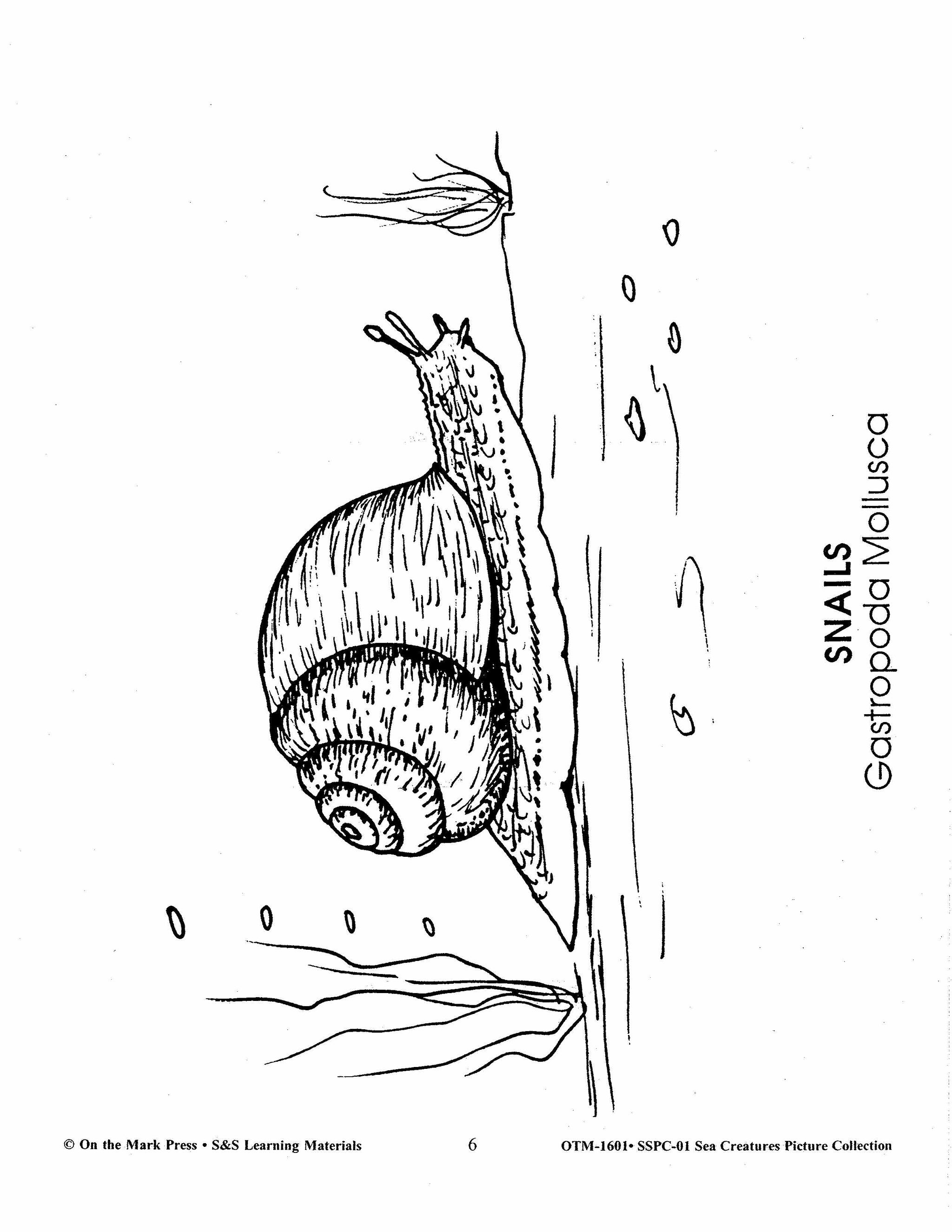 Sea Creatures Black & White Picture Collection Grades 1-8