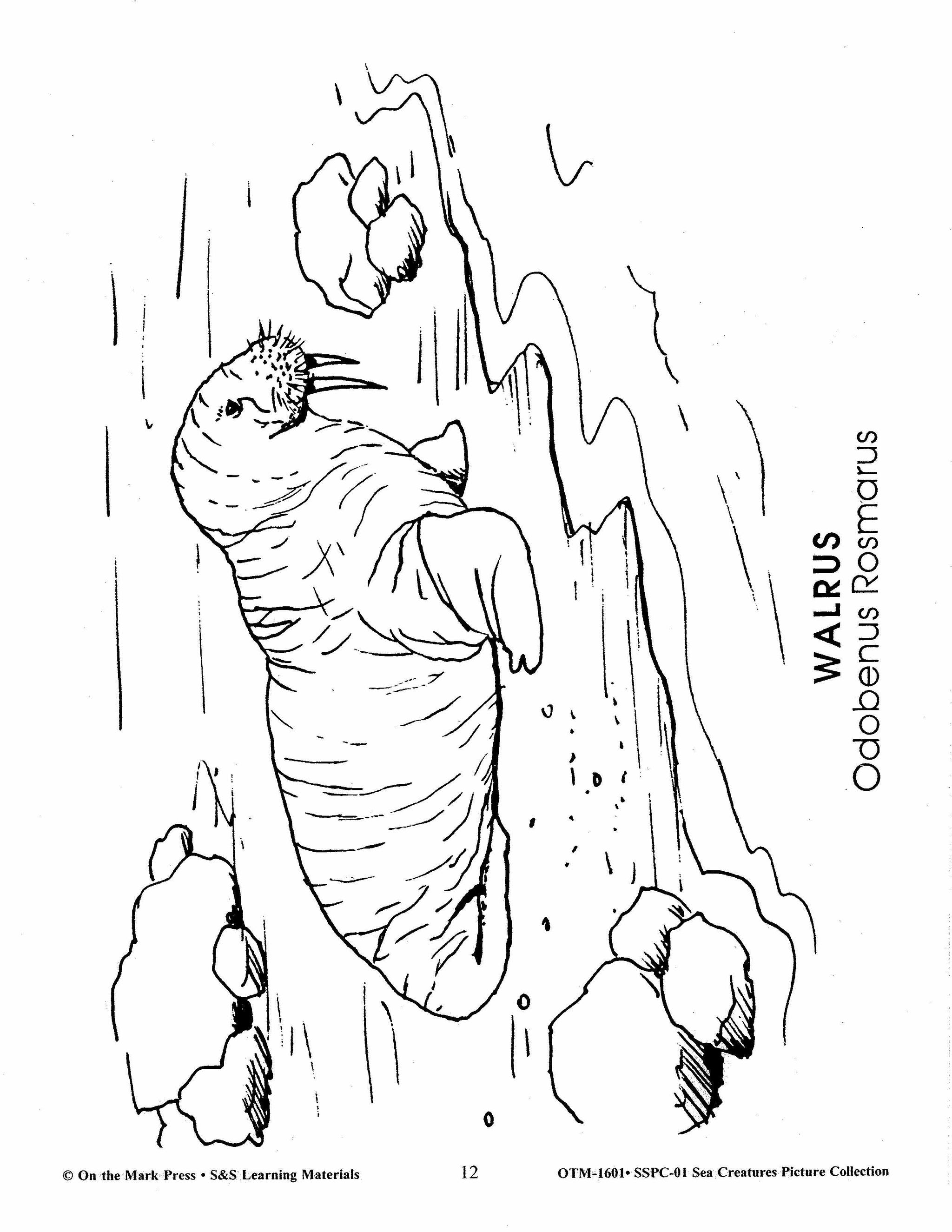 Sea Creatures Black & White Picture Collection Grades 1-8