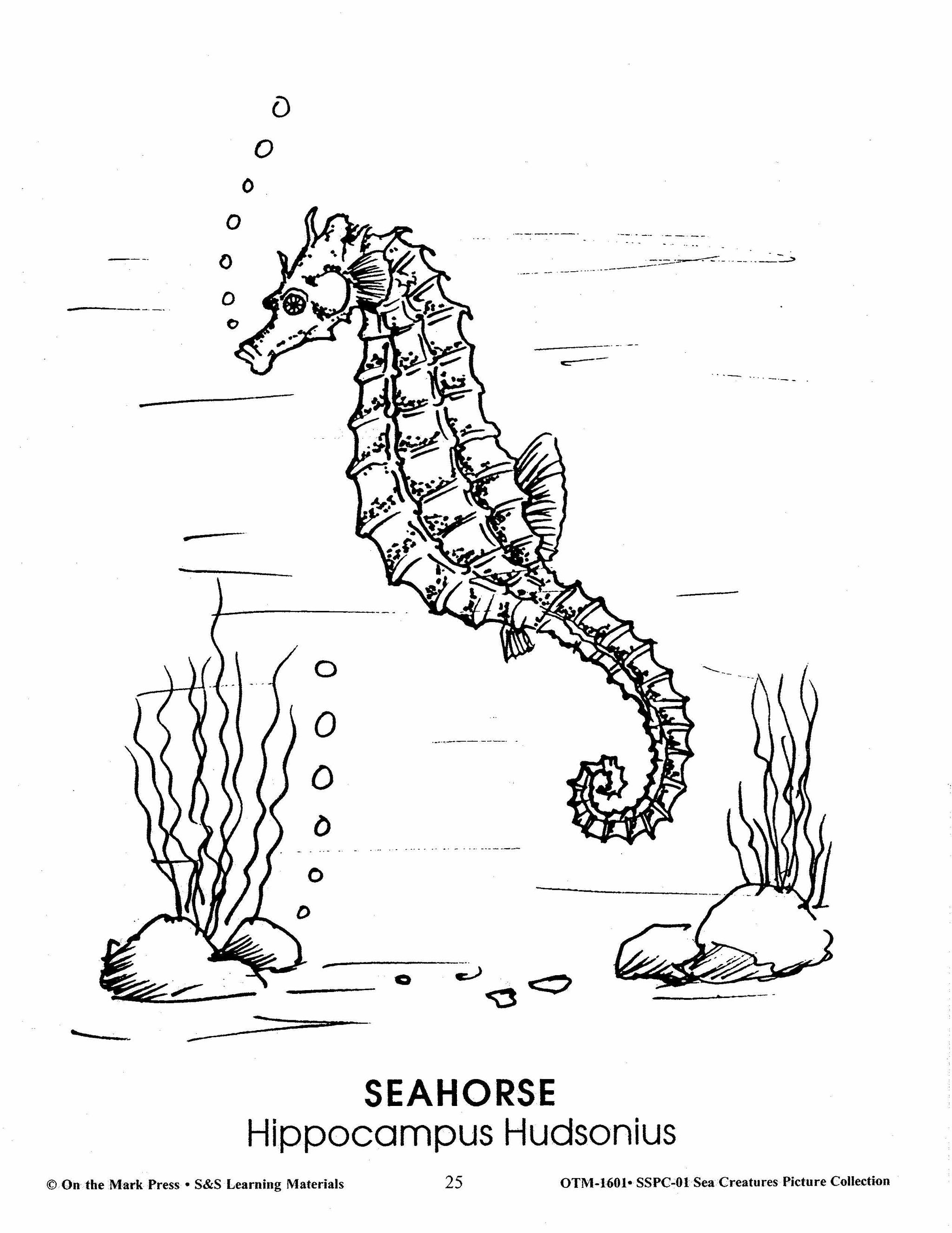 Sea Creatures Black & White Picture Collection Grades 1-8