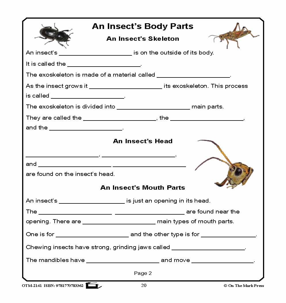 Amazing Insects Reading Worksheets and Cross - Curricular Activities Grades 4-6