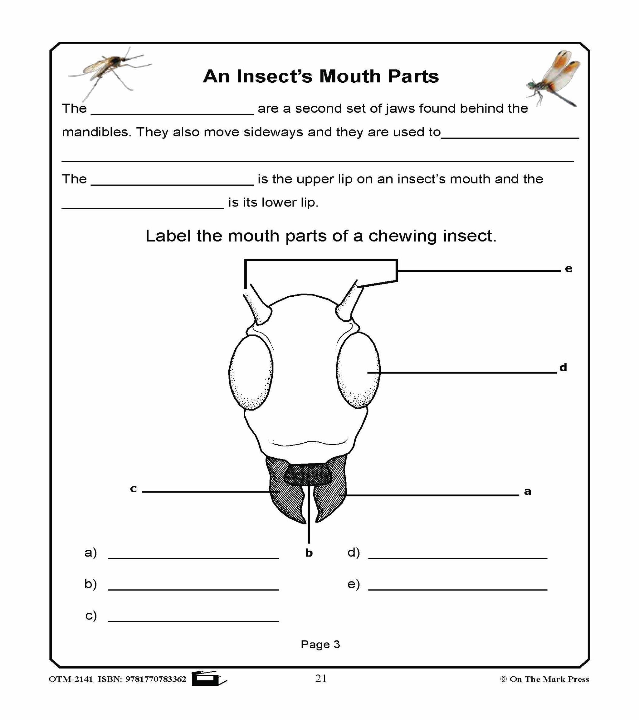 Amazing Insects Reading Worksheets and Cross - Curricular Activities Grades 4-6
