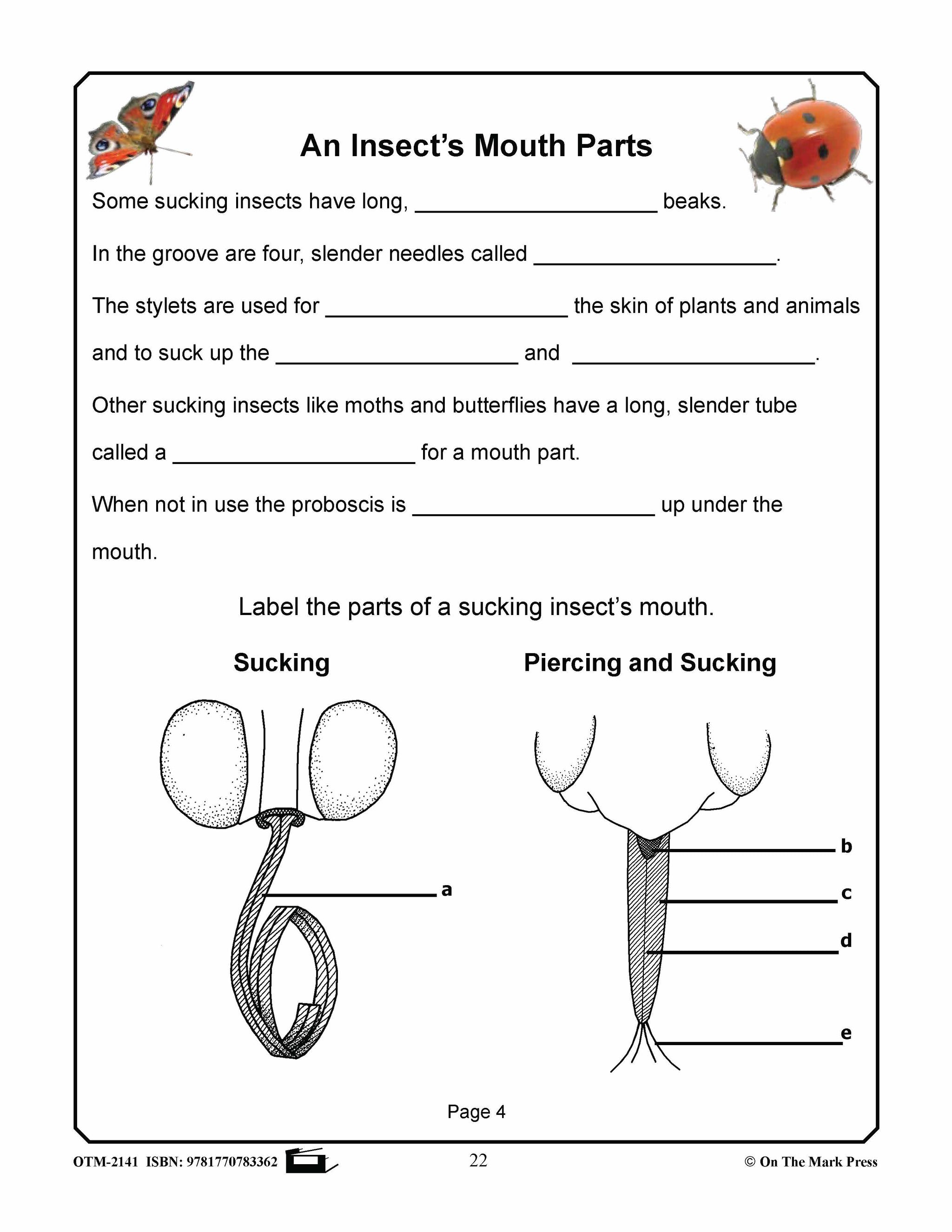 Amazing Insects Reading Worksheets and Cross - Curricular Activities Grades 4-6