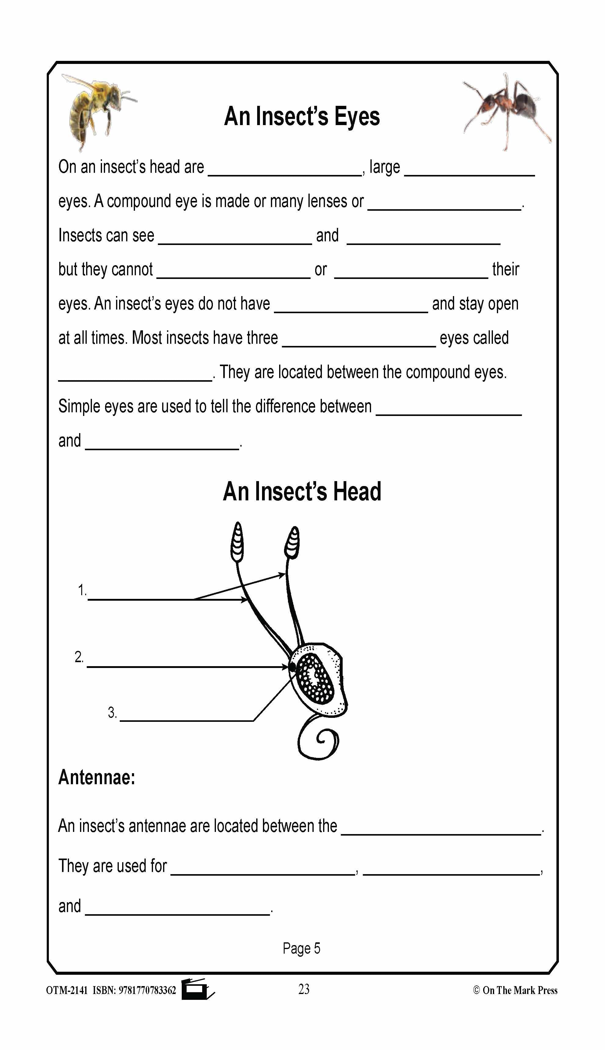 Amazing Insects Reading Worksheets and Cross - Curricular Activities Grades 4-6