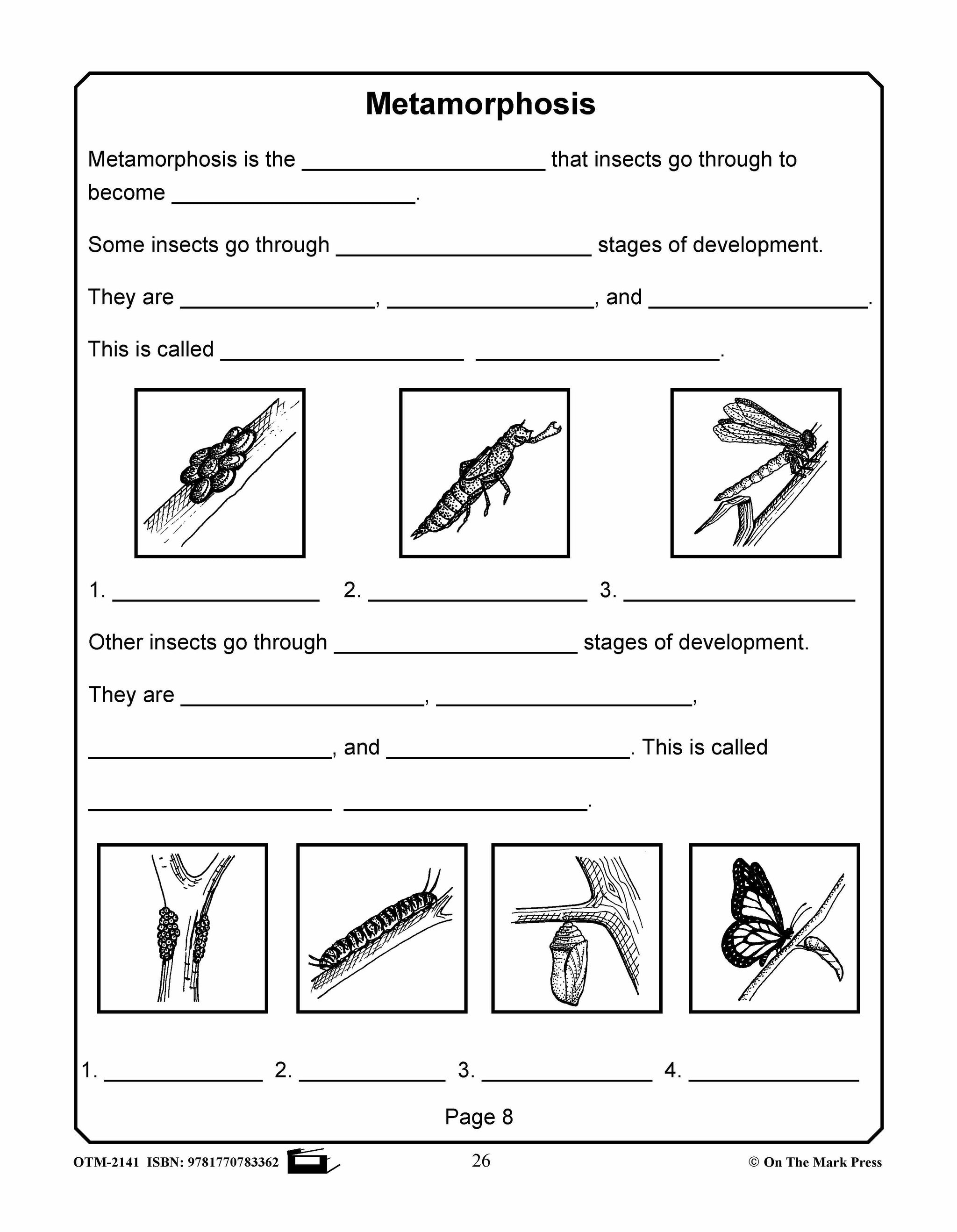 Amazing Insects Reading Worksheets and Cross - Curricular Activities Grades 4-6