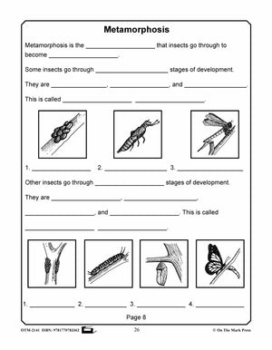 Amazing Insects Reading Worksheets and Cross - Curricular Activities Grades 4-6