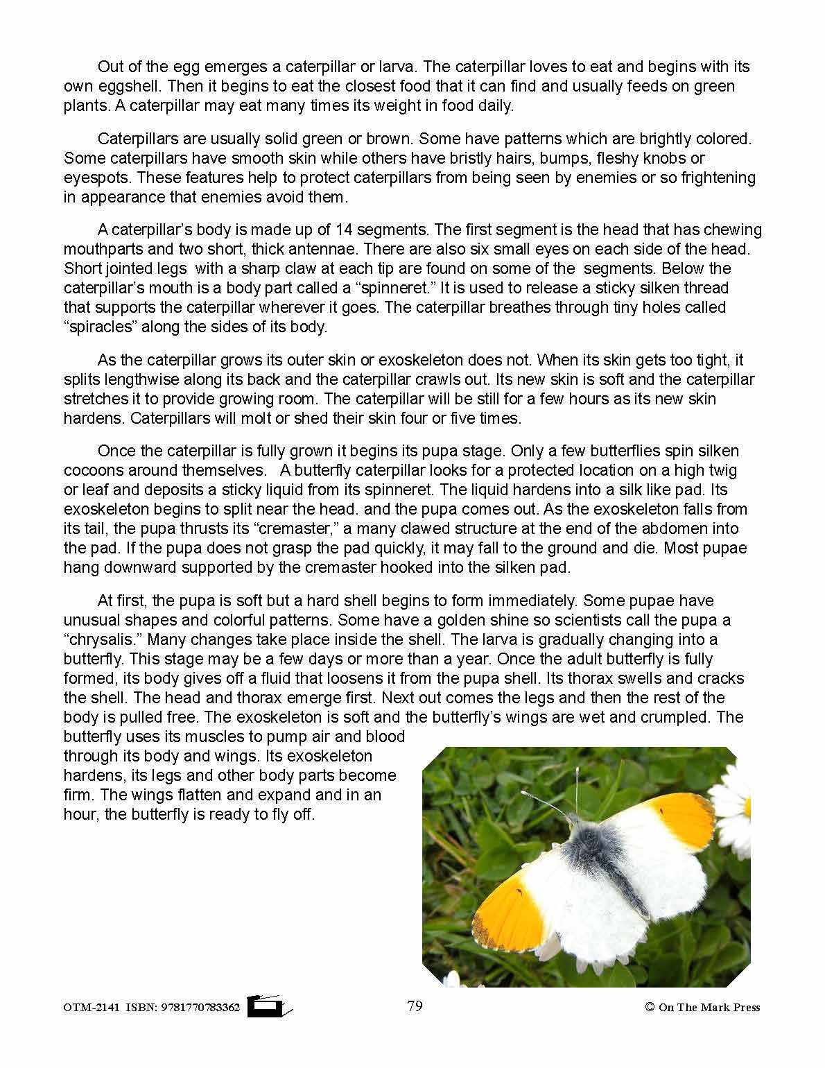 Amazing Insects Reading Worksheets and Cross - Curricular Activities Grades 4-6