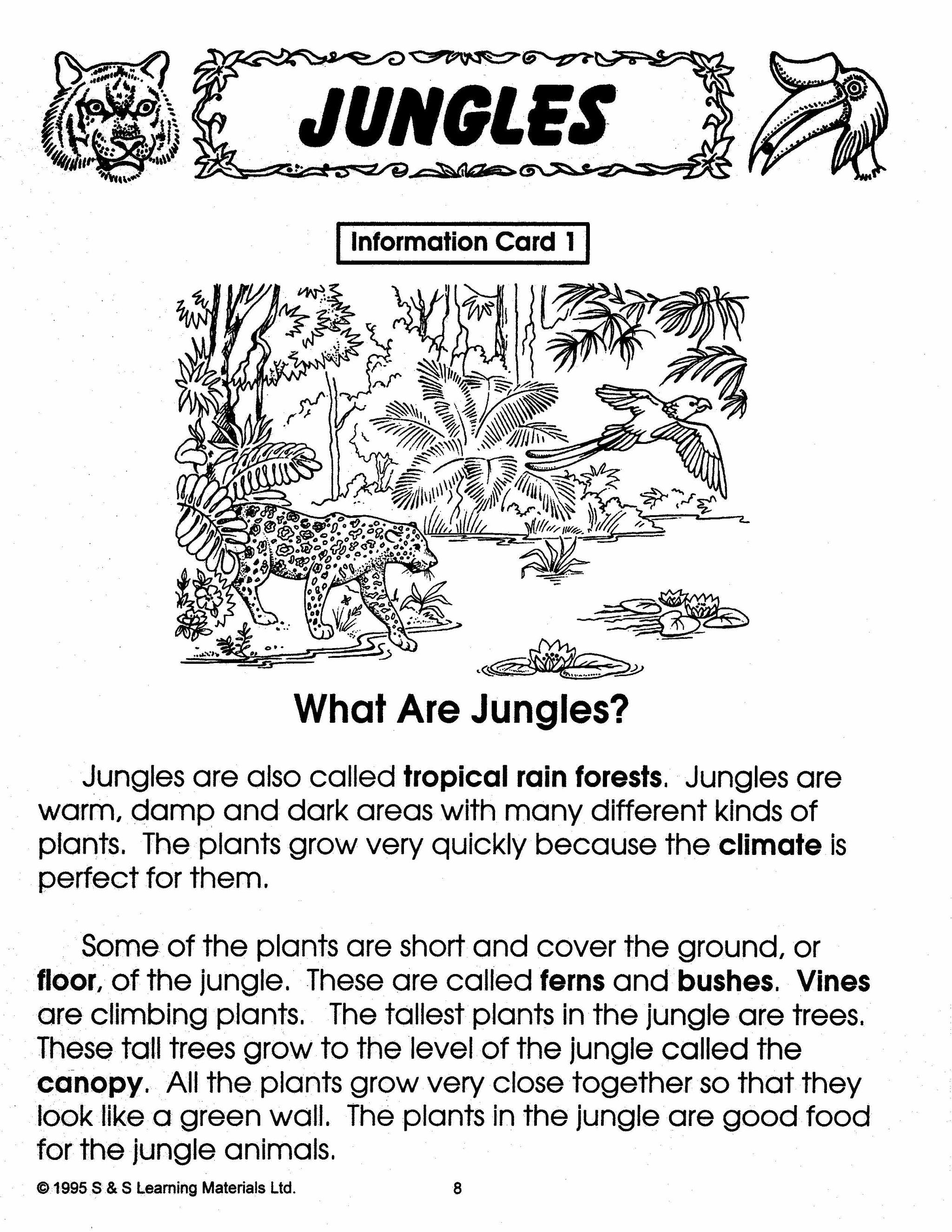 All About Jungles/Tropical Rainforest Grades 2-3