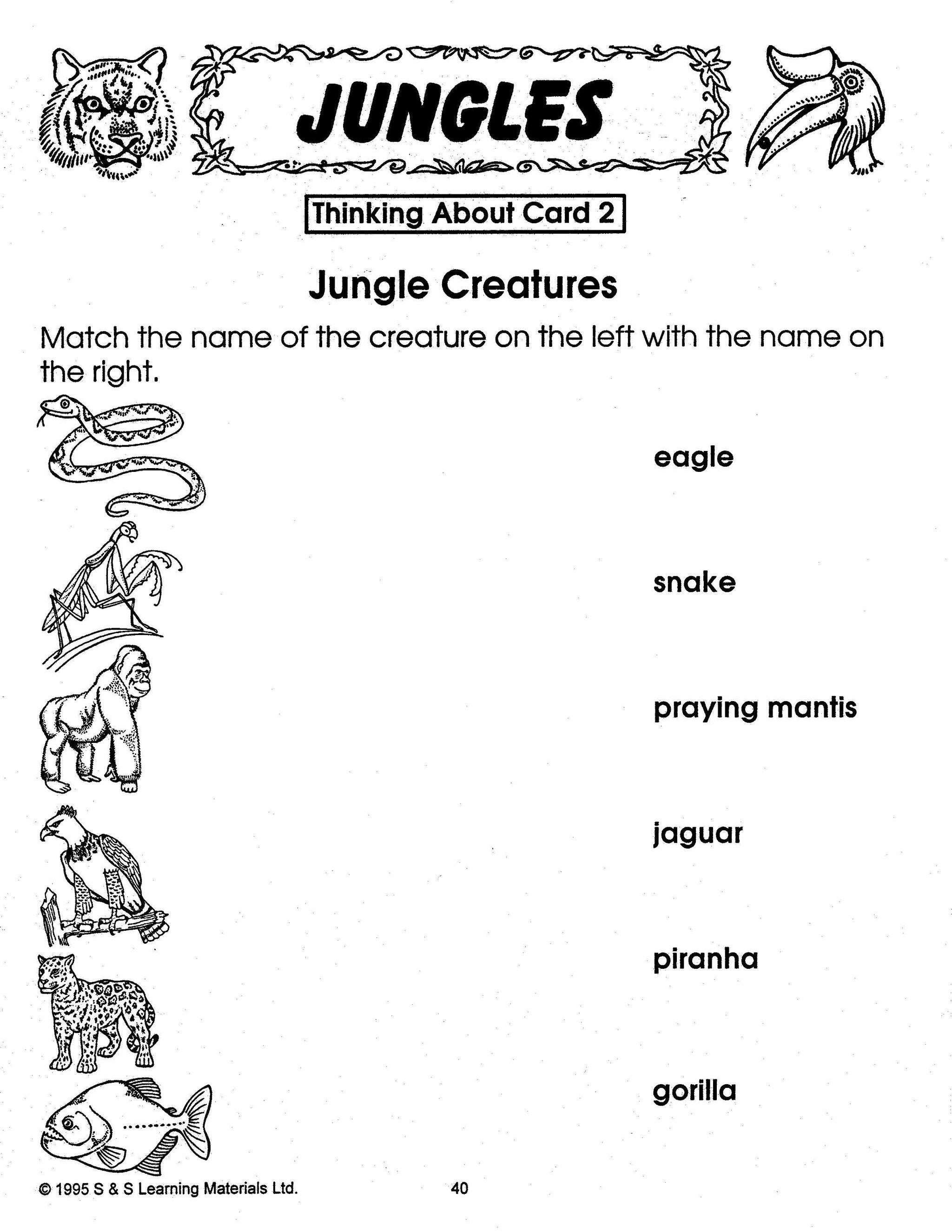 All About Jungles/Tropical Rainforest Grades 2-3