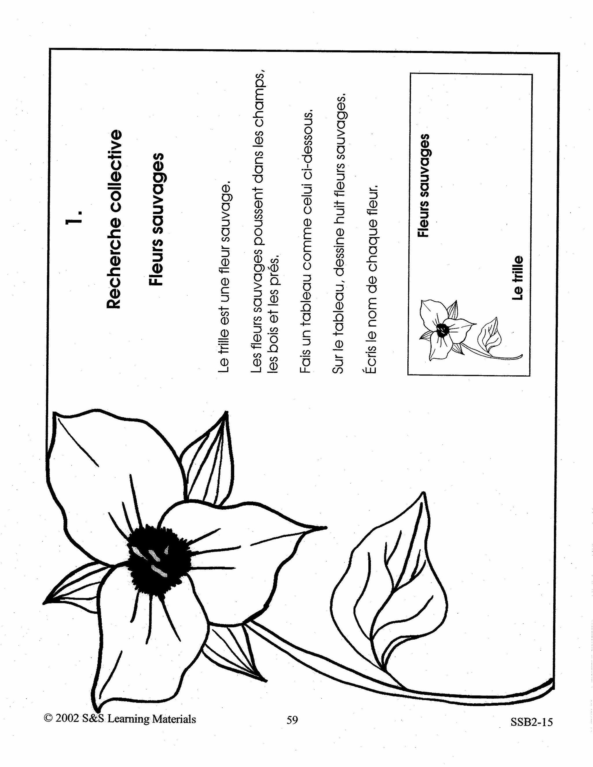 Tout sur les plantes 2e à 3e année