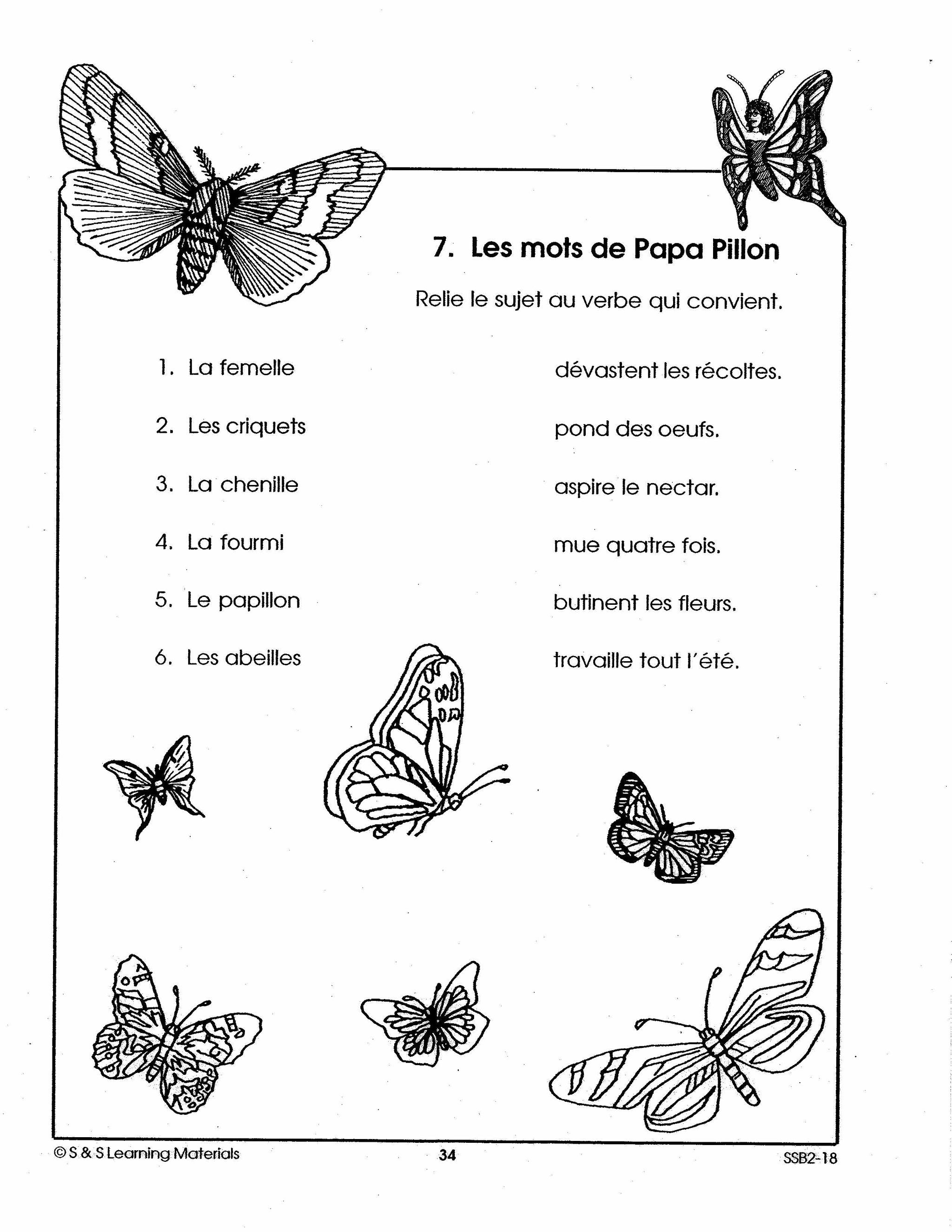 Les insectes 2e à 3e année
