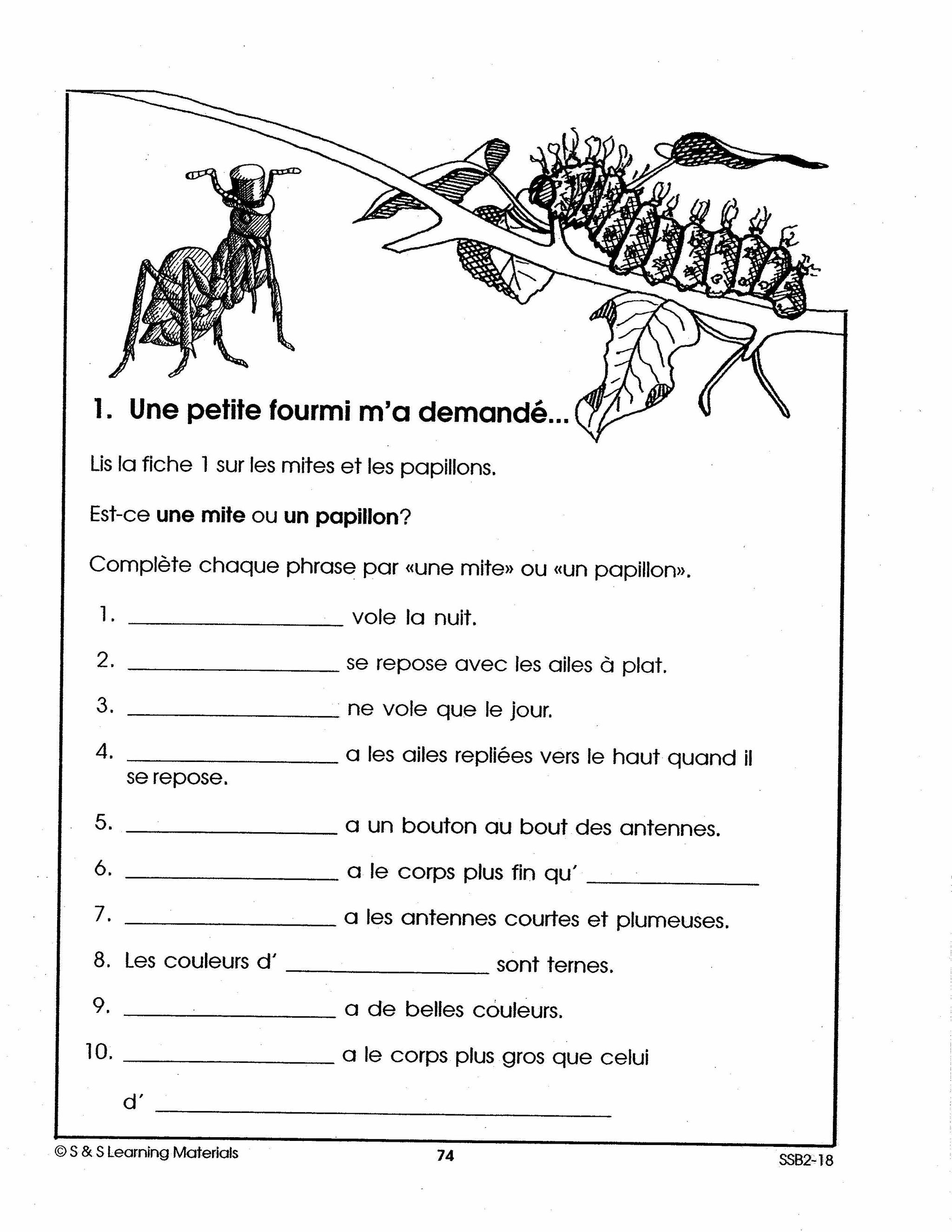 Les insectes 2e à 3e année
