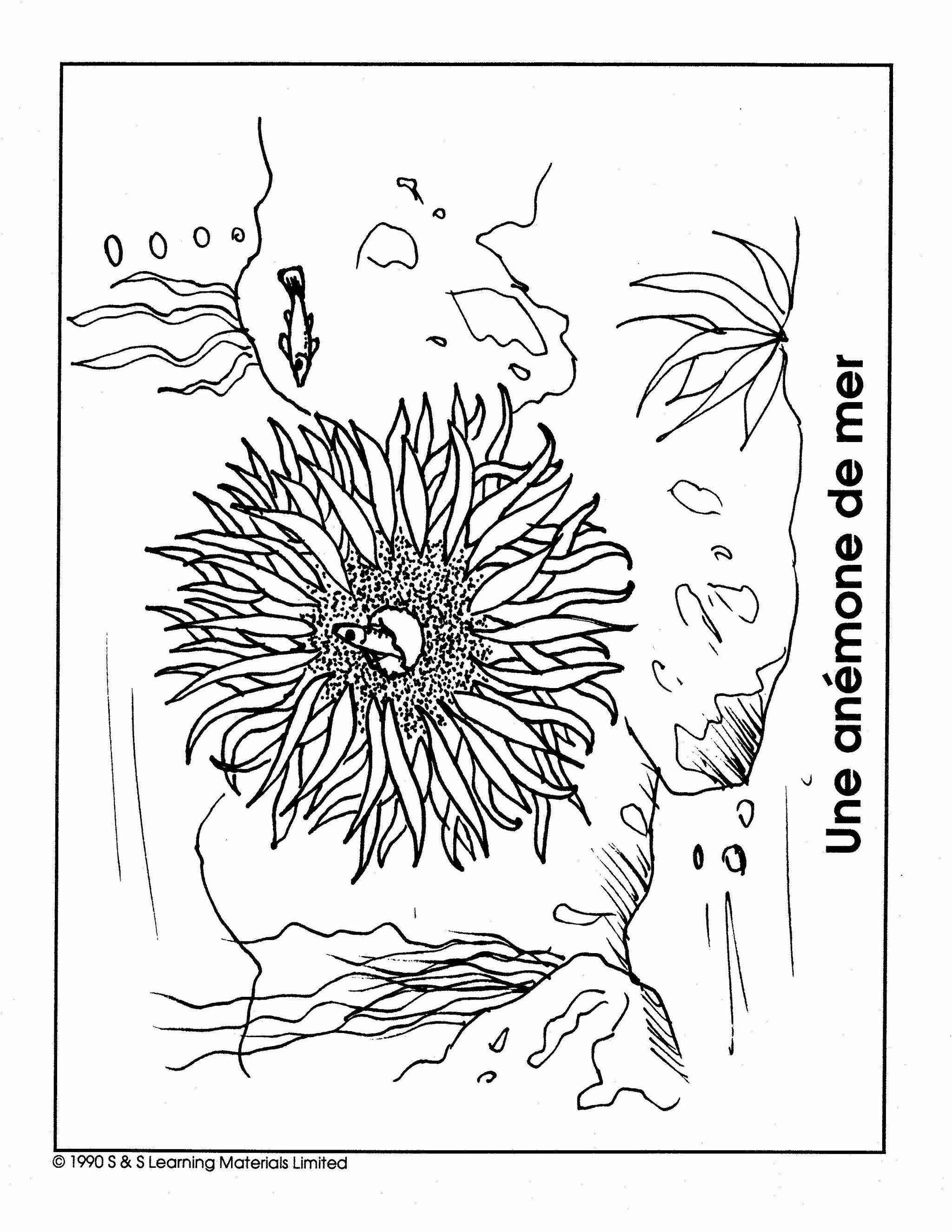 Les Animaux de la Mer Collection d'image 1e à 8e année