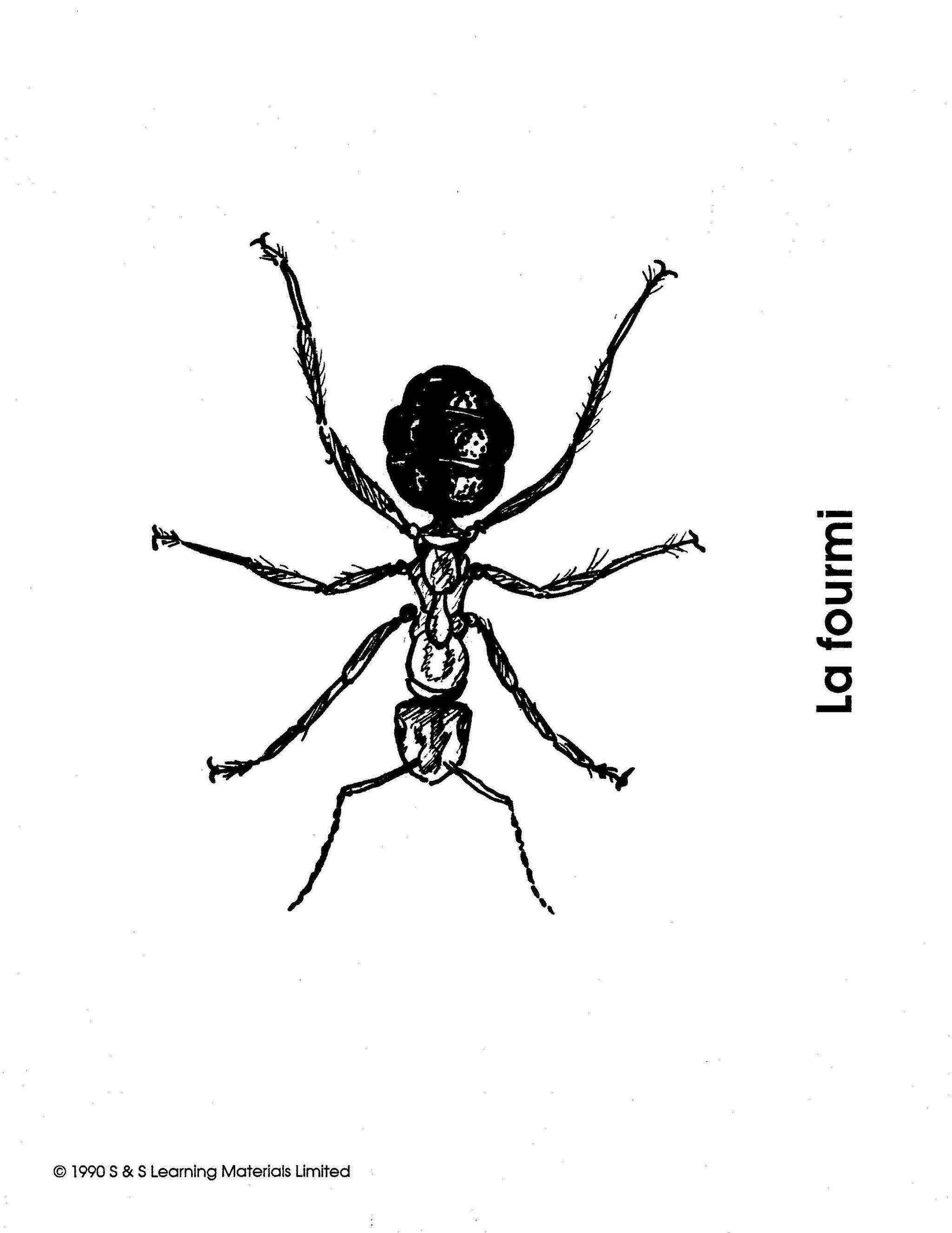 Les Insectes Collection D'images 1e à 8e année