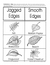 Classifying Leaves Activities Grades 2-3