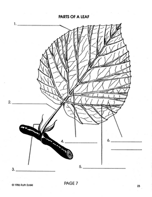 All About Trees Grades 4-6