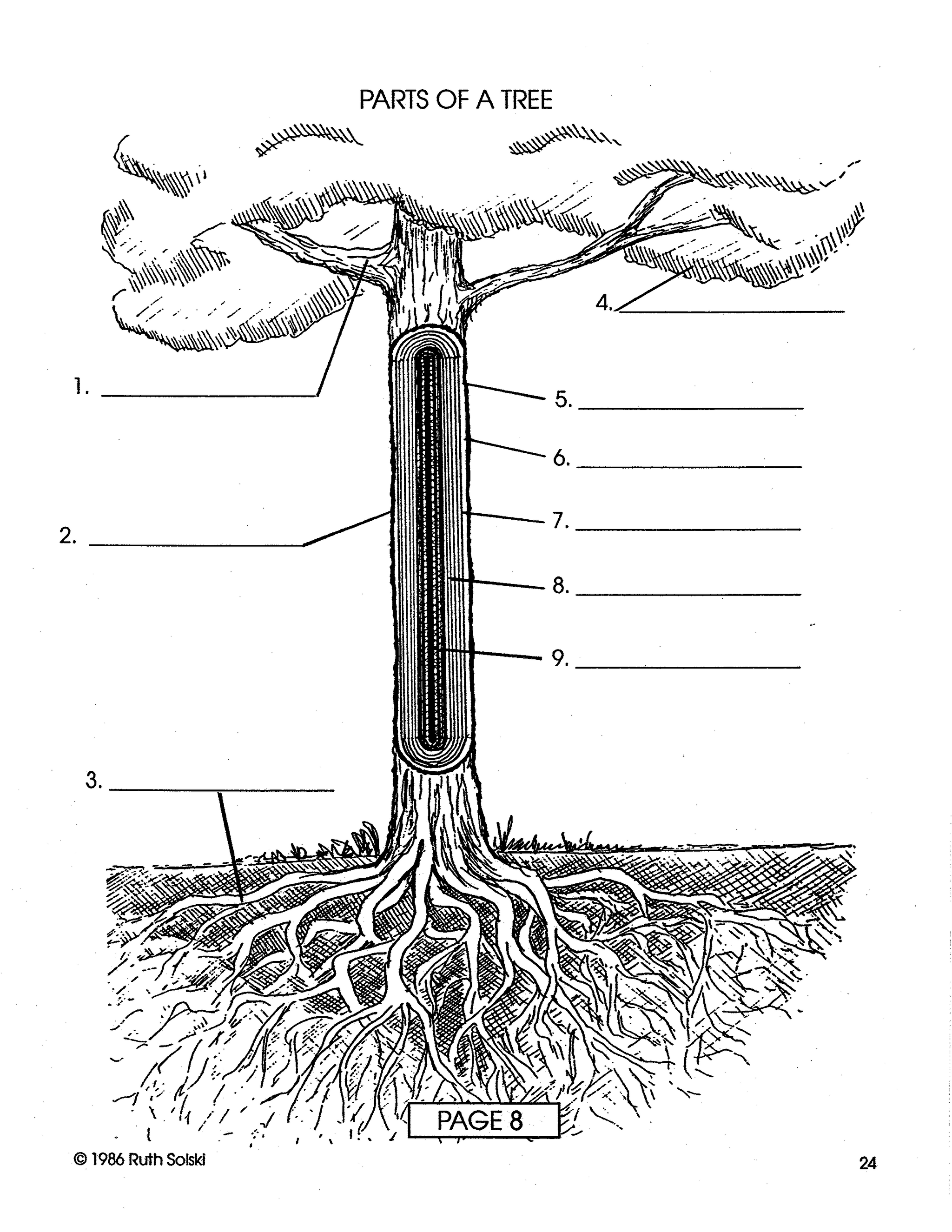 All About Trees Grades 4-6