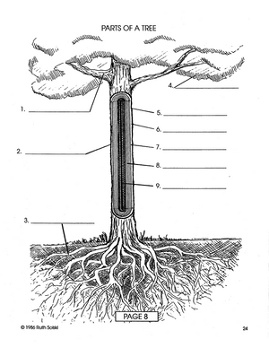 All About Trees Grades 4-6