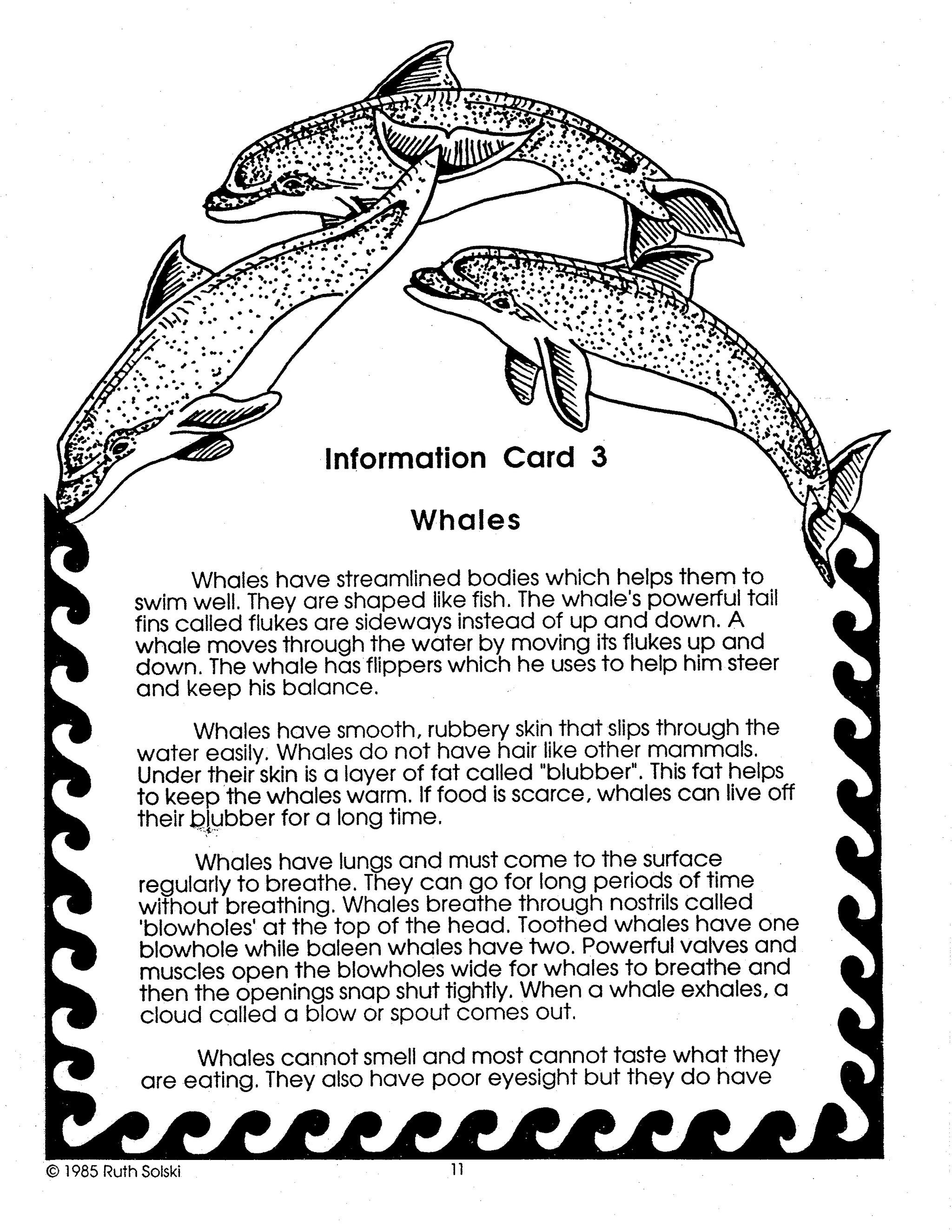 All About Whales Grades 3-4